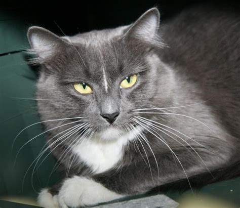 Vermont Female Tuexdo Cat. . Craigslist vt pets